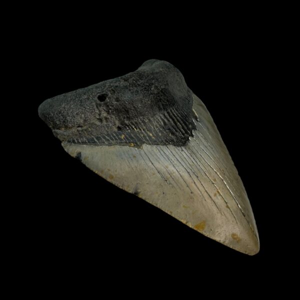 3.77" Megalodon Tooth Fossil - Image 4