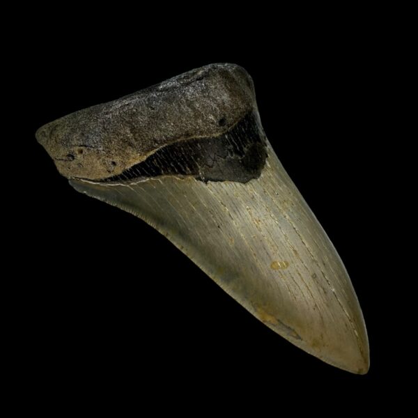 4.74" Serrated Megalodon Tooth Fossil - Image 4