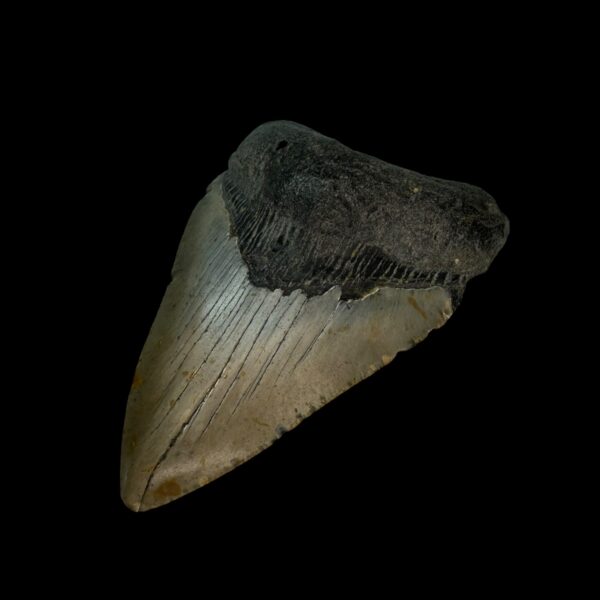 3.77" Megalodon Tooth Fossil - Image 3