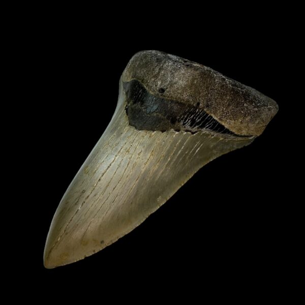 4.74" Serrated Megalodon Tooth Fossil - Image 3