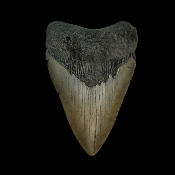 3.77" Megalodon Tooth Fossil