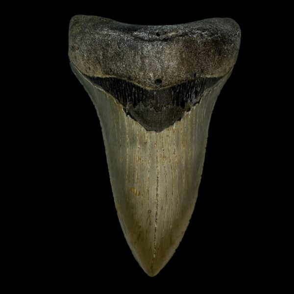 4.74" Serrated Megalodon Tooth Fossil