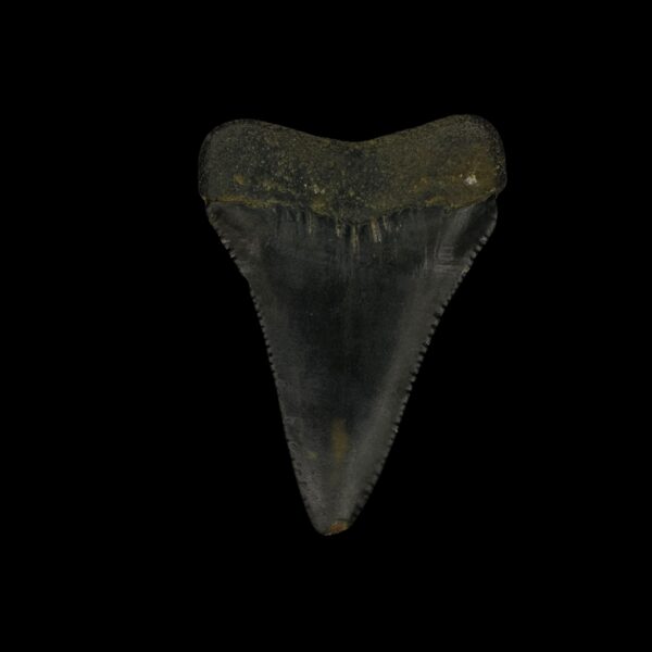 Great White Tooth Fossil 1.96" - Image 2