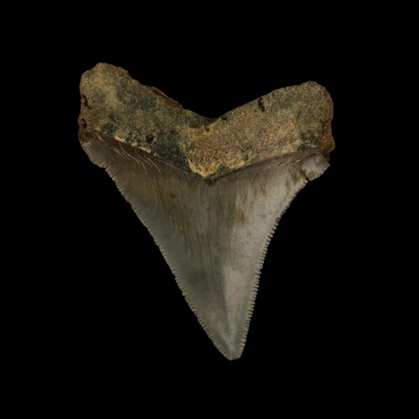 Fossil Chubutensis Tooth 2.50" - Image 2