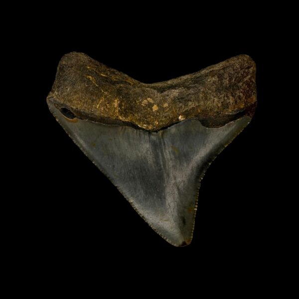 2.76" Megalodon Tooth Fossil - Image 2