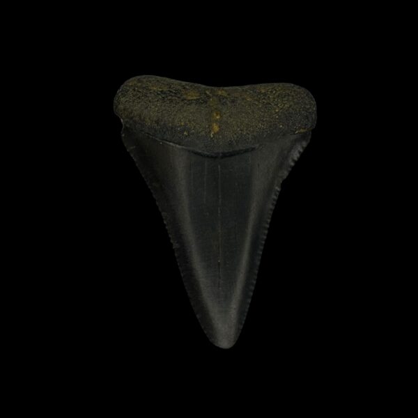 Great White Tooth Fossil 1.96"