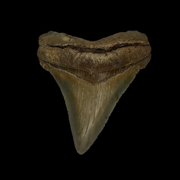 Fossil Chubutensis Tooth 2.50"