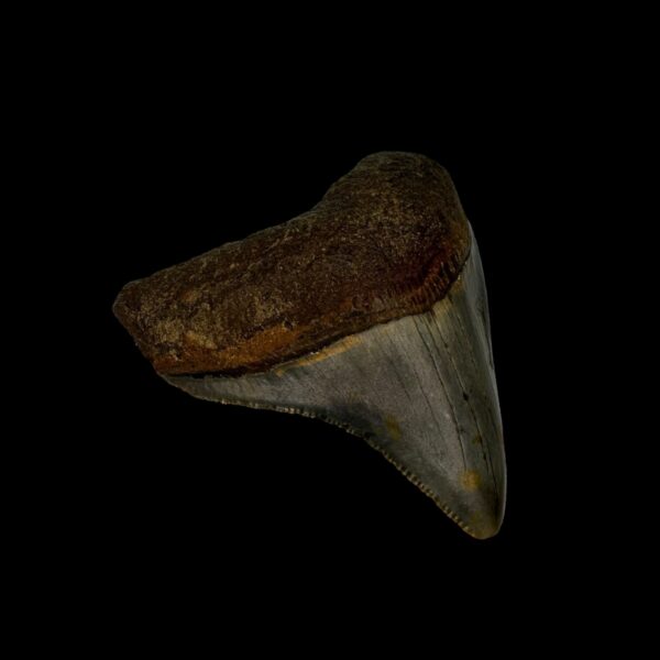 2.76" Megalodon Tooth Fossil - Image 4