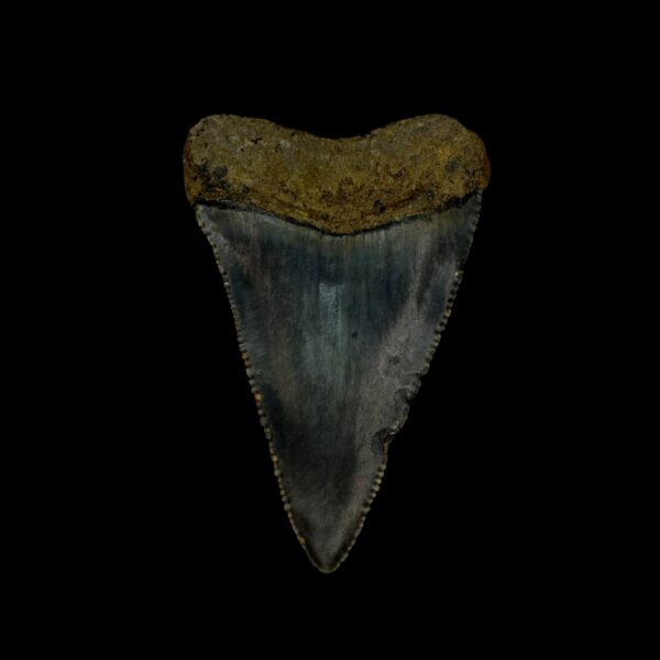 Great White Tooth Fossil 2.12" - Image 2