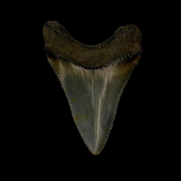 Fossil Chubutensis Tooth 2.57" - Image 2