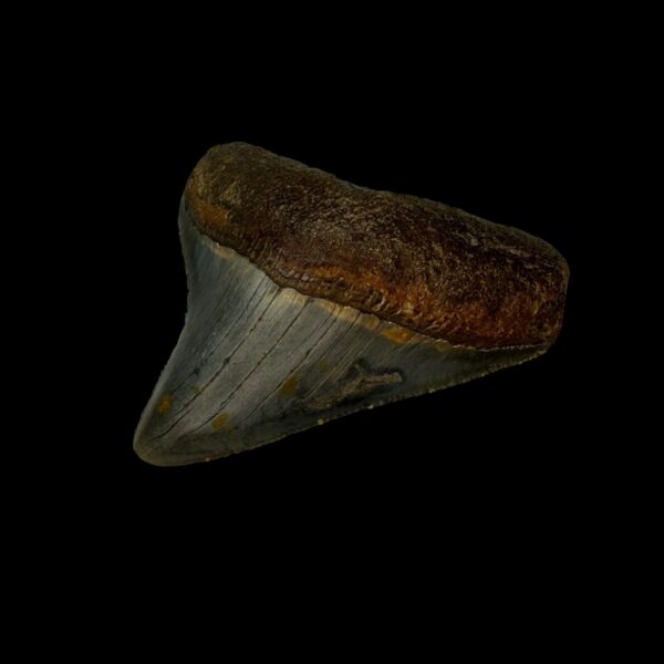 2.76" Megalodon Tooth Fossil - Image 3