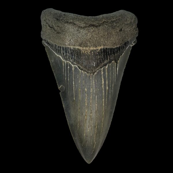 4.67" Serrated Megalodon Tooth Fossil