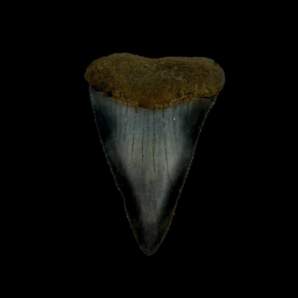 Great White Tooth Fossil 2.12"