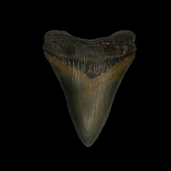 Fossil Chubutensis Tooth 2.57"