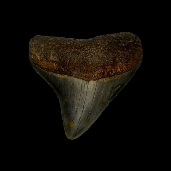 2.76" Megalodon Tooth Fossil