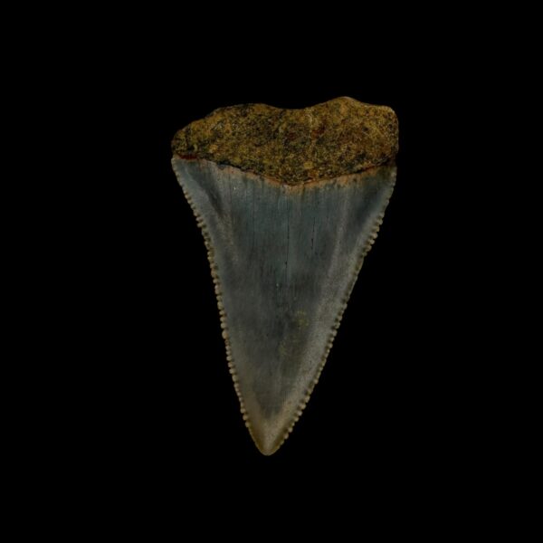 Great White Tooth Fossil 1.97" - Image 2
