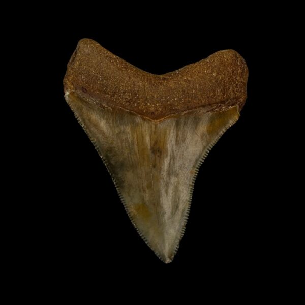 Fossil Chubutensis Tooth 2.86" - Image 2