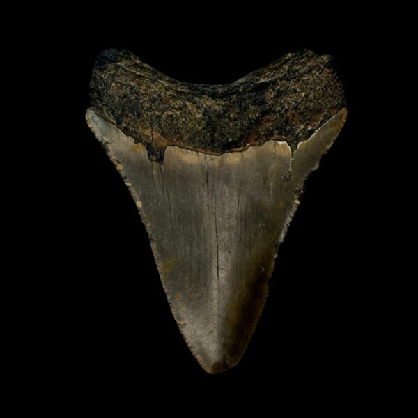 3.12" Megalodon Tooth Fossil - Image 2