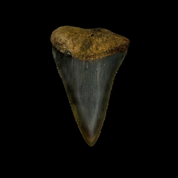 Great White Tooth Fossil 1.97"