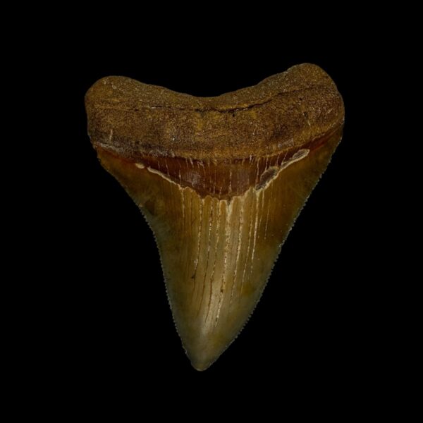 Fossil Chubutensis Tooth 2.86"