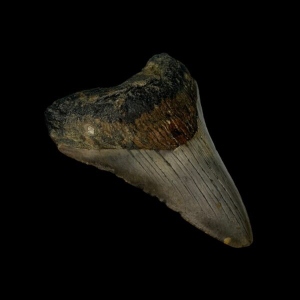 3.12" Megalodon Tooth Fossil - Image 4