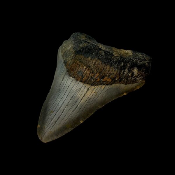 3.12" Megalodon Tooth Fossil - Image 3