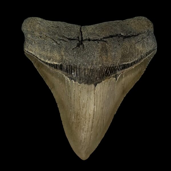 4.37" Serrated Megalodon Tooth Fossil
