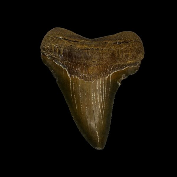 Fossil Chubutensis Tooth 2.80"
