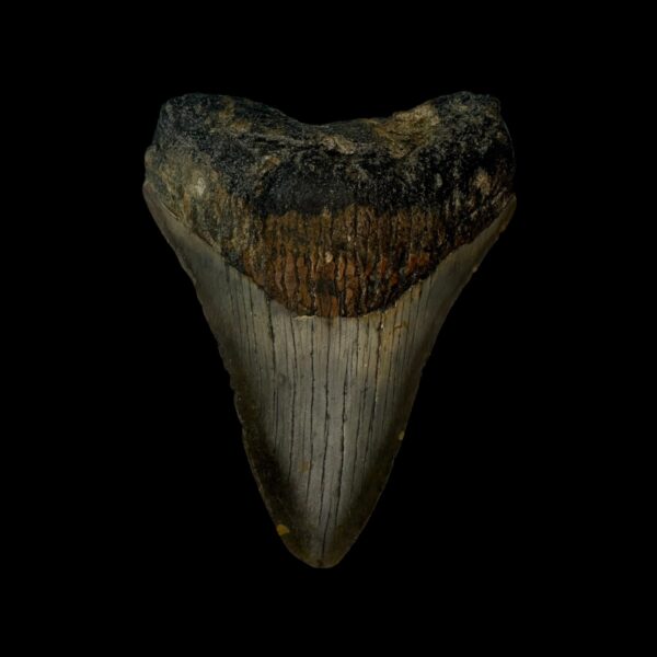 3.12" Megalodon Tooth Fossil
