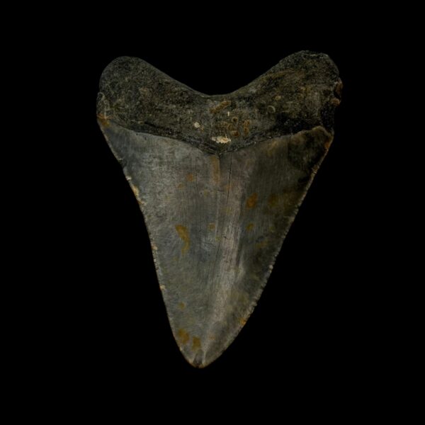 3.43" Megalodon Tooth Fossil - Image 2