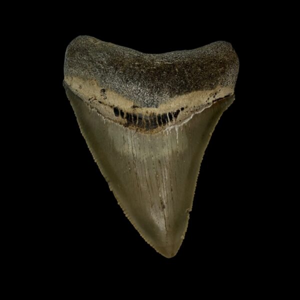 3.04" Serrated Megalodon Tooth Fossil