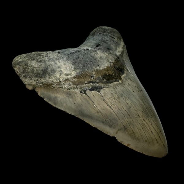 5.68" Megalodon Tooth Fossil - Image 4