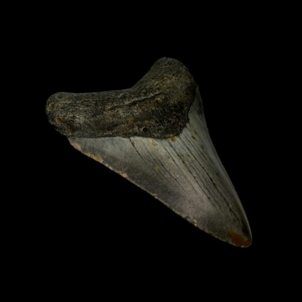 3.43" Megalodon Tooth Fossil - Image 4