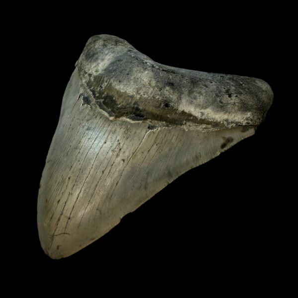 5.68" Megalodon Tooth Fossil - Image 3