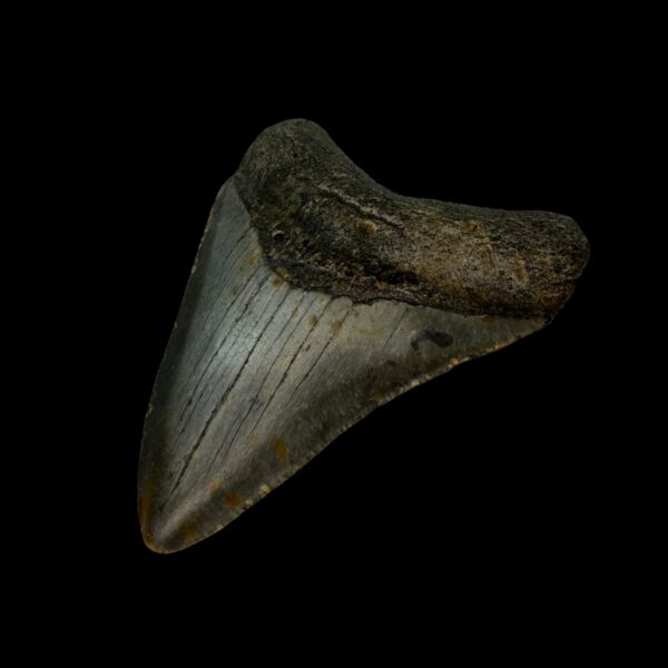 3.43" Megalodon Tooth Fossil - Image 3