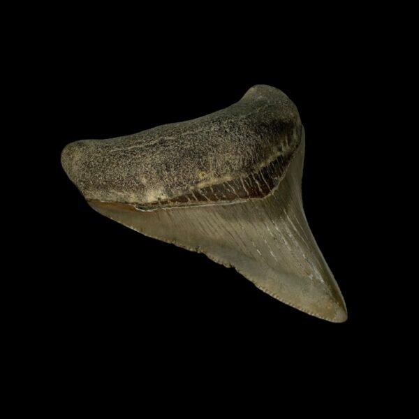 2.79" Serrated Megalodon Tooth Fossil - Image 4