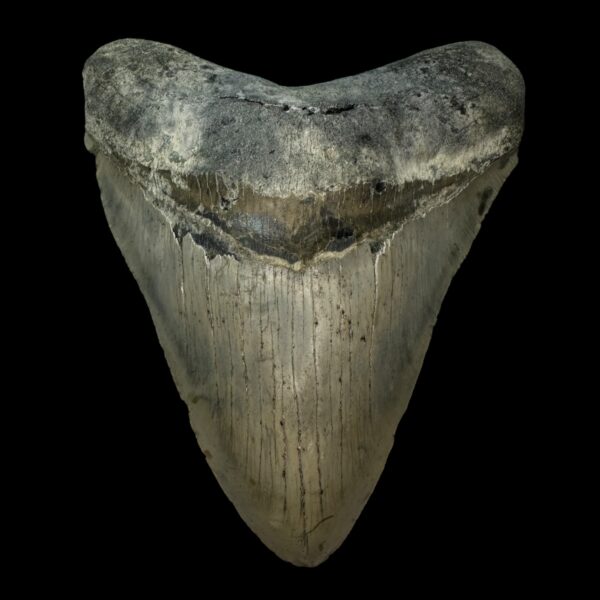 5.68" Megalodon Tooth Fossil