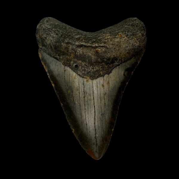 3.43" Megalodon Tooth Fossil