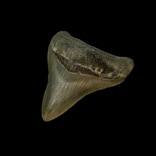 2.79" Serrated Megalodon Tooth Fossil - Image 3