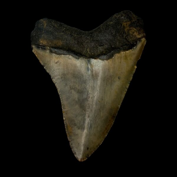 3.90" Megalodon Tooth Fossil - Image 2