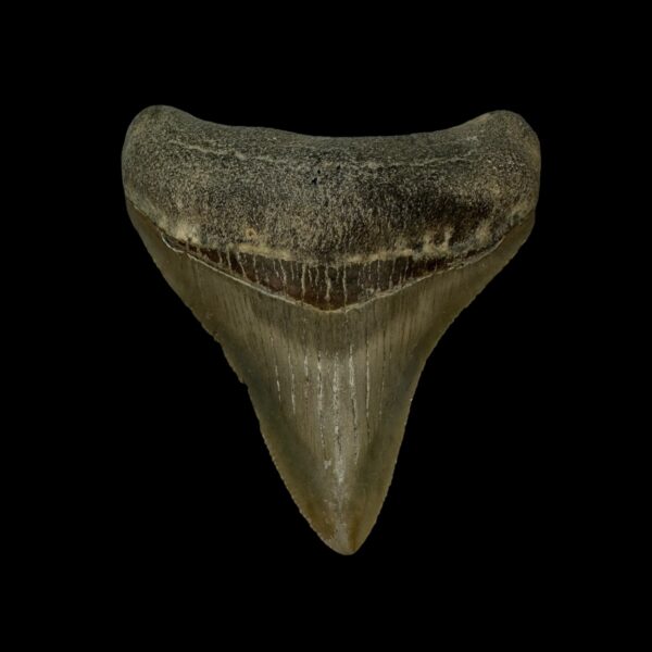 2.79" Serrated Megalodon Tooth Fossil
