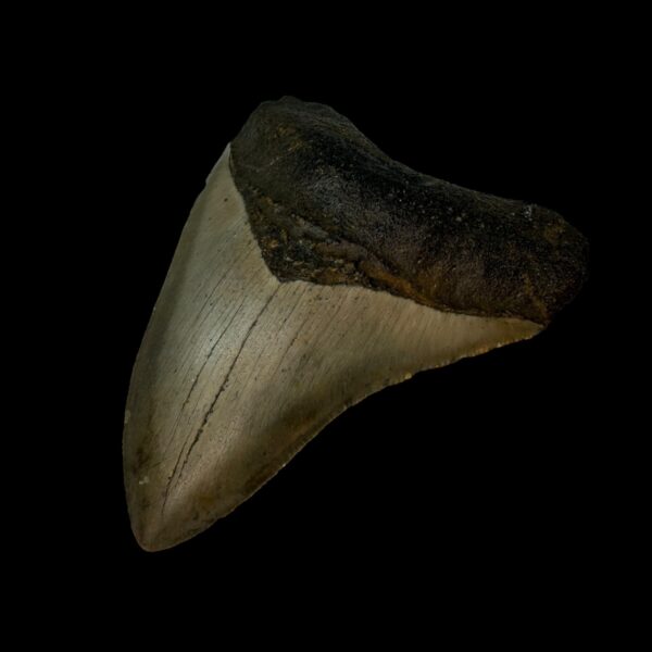 3.90" Megalodon Tooth Fossil - Image 3