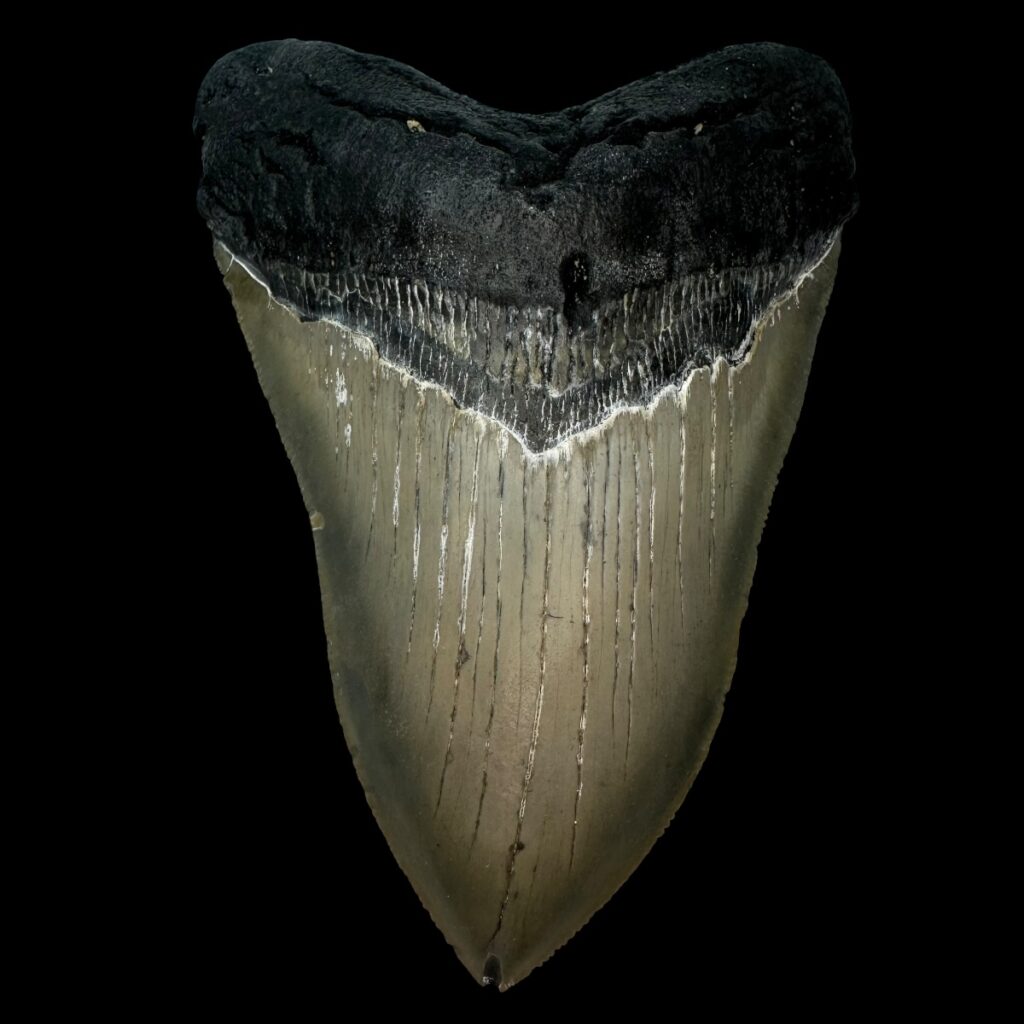 Trusted Fossil Return Policy