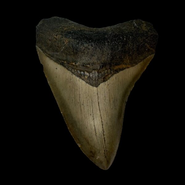 3.90" Megalodon Tooth Fossil