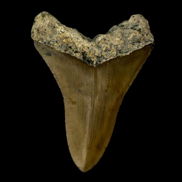 4.23" Megalodon Tooth Fossil - Image 2