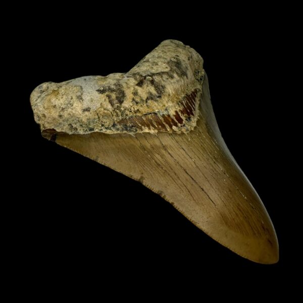 4.23" Megalodon Tooth Fossil - Image 4