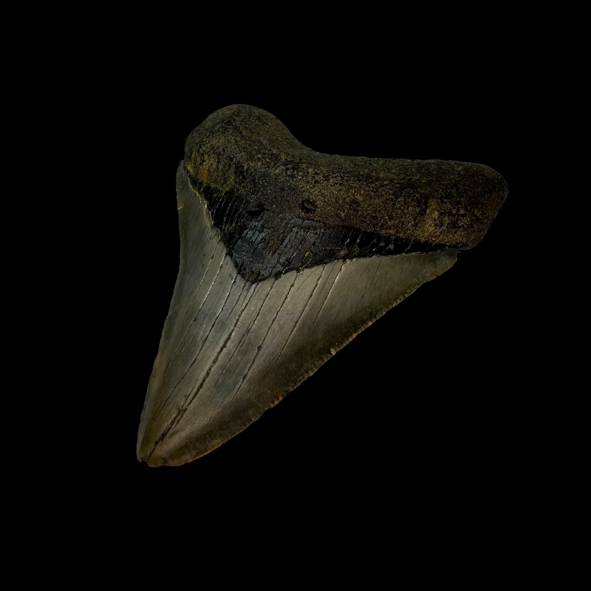 Megalodon Teeth FAQ