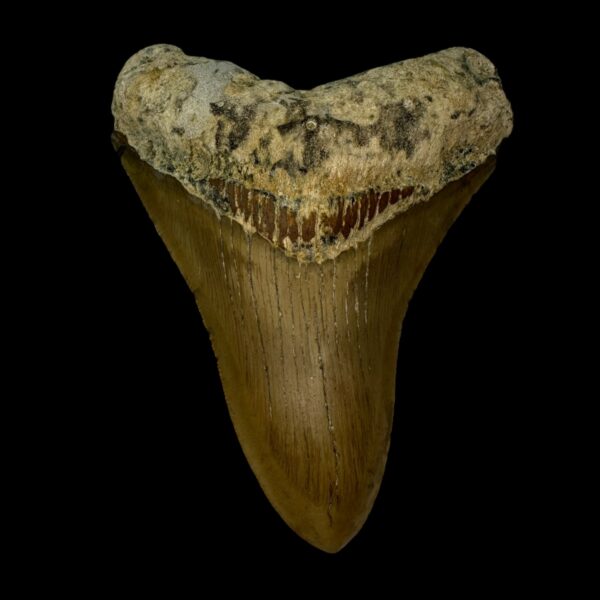 4.23" Megalodon Tooth Fossil