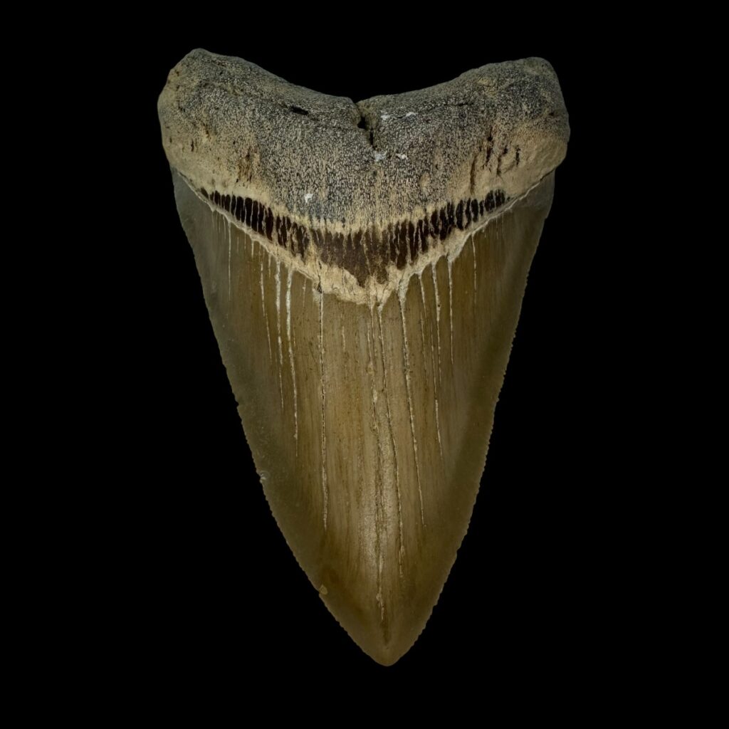 Authentic Megalodon Tooth