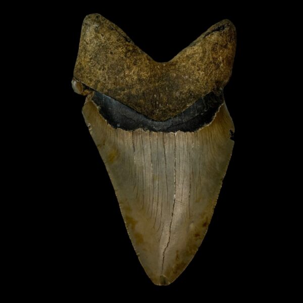 4.80" Pathological Megalodon Tooth Fossil - Image 2